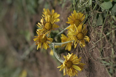 Close-up of yellow flowering plant