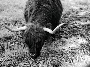 Highland cow in a field