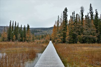 Panoramic view of pine trees in forest against sky