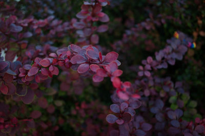 Close-up of pink flowering plant