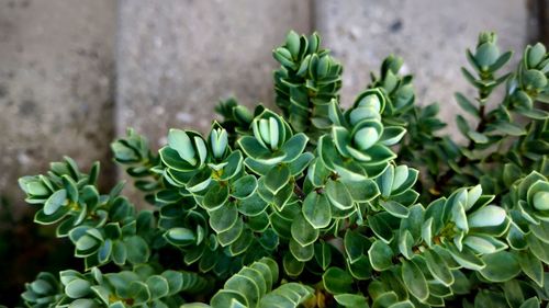 High angle view of succulent plant