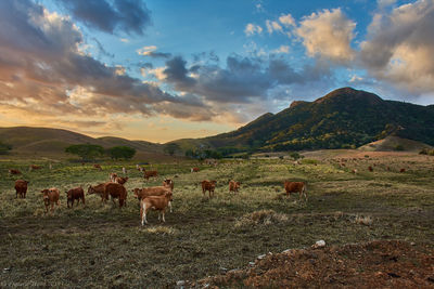 View of sheep on field against sky