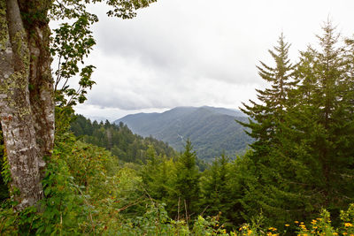 Pine trees in forest against sky