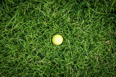 Golf ball on green grass in golf course.