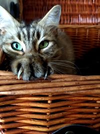Close-up portrait of a cat