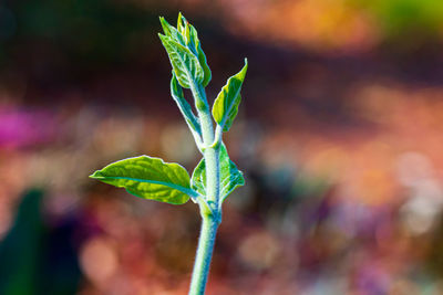 Close-up of plant growing outdoors