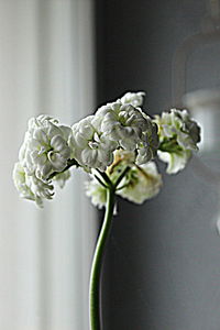 Close-up of white flowers in vase