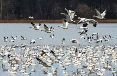 Flock of geese on  lake