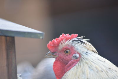 Close-up of rooster