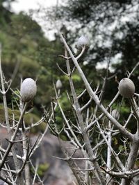 Close-up of snow on plants during winter