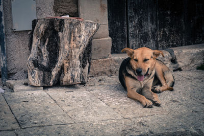 Portrait of dog