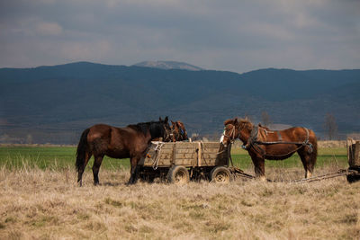 Horse grazing on field