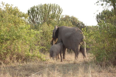 Elephant on field