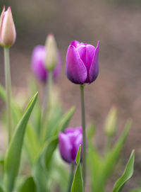 Close-up of pink crocus flower