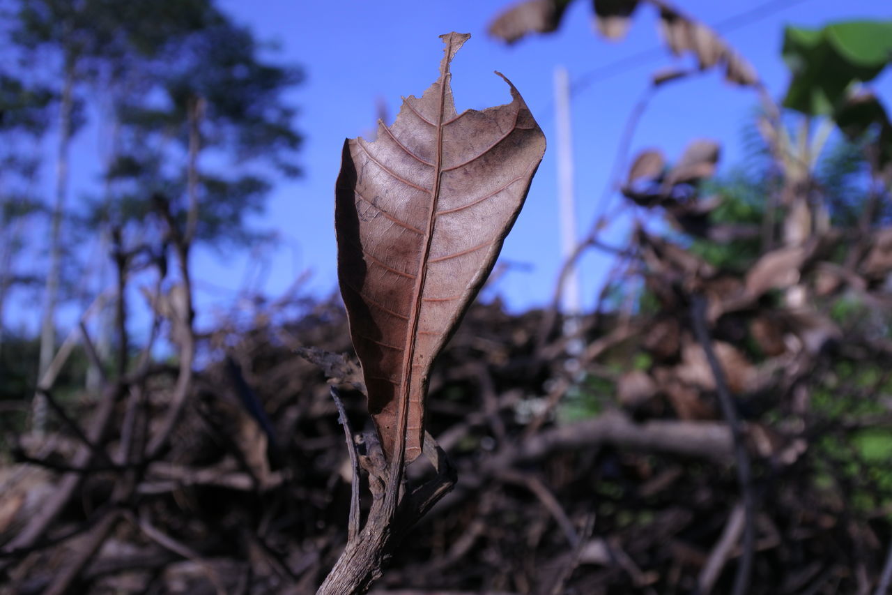 CLOSE-UP OF DRIED LEAVES ON PLANT