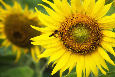 Close-up of bee on sunflower