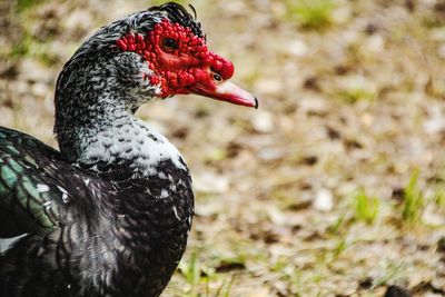 Close-up of a bird