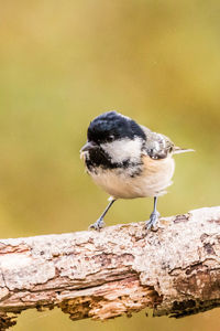 Close-up of bird perching on wood