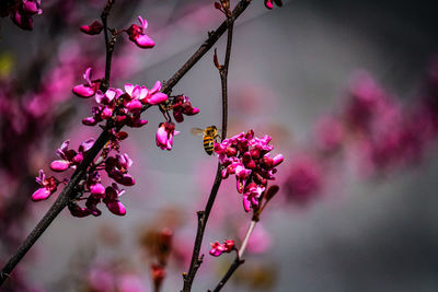 Close-up of pink flowers in bloom
