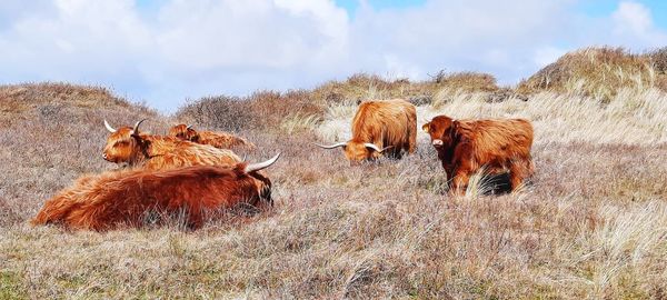 Panoramic view of animal on field against sky