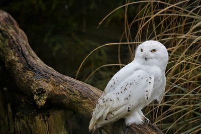 Snowy owl perching on tree trunk