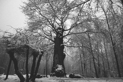 Bare trees on snow covered landscape