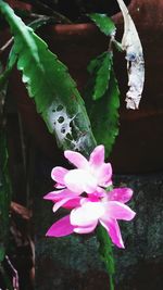 Close-up of pink flowering plant