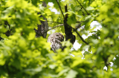 Young owl hides in oak tree