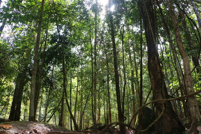 View of trees in forest