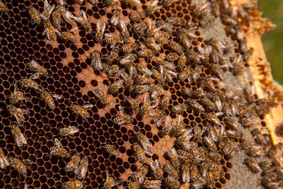 Close-up of bumblebee