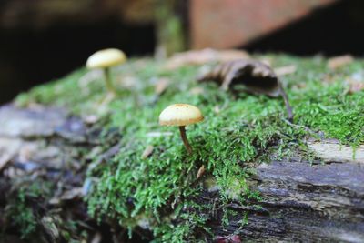 Close-up of mushroom growing on moss
