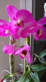 Close-up of pink flowers blooming outdoors