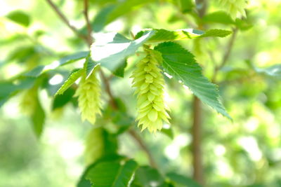 Low angle view of leaves on tree