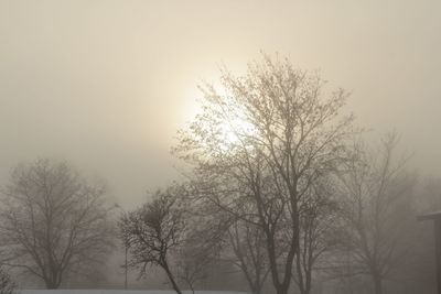 Low angle view of bare trees against sky