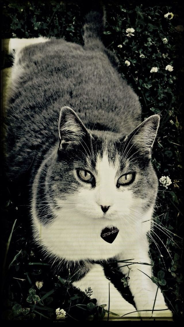 domestic cat, cat, pets, portrait, looking at camera, one animal, domestic animals, animal themes, feline, mammal, high angle view, close-up, whisker, front view, auto post production filter, outdoors, no people, day, sitting