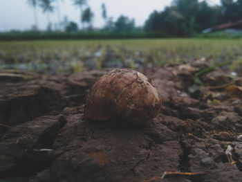 Close-up of bread on field