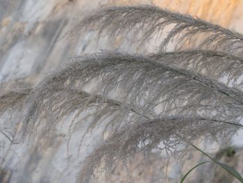 Close-up of plant