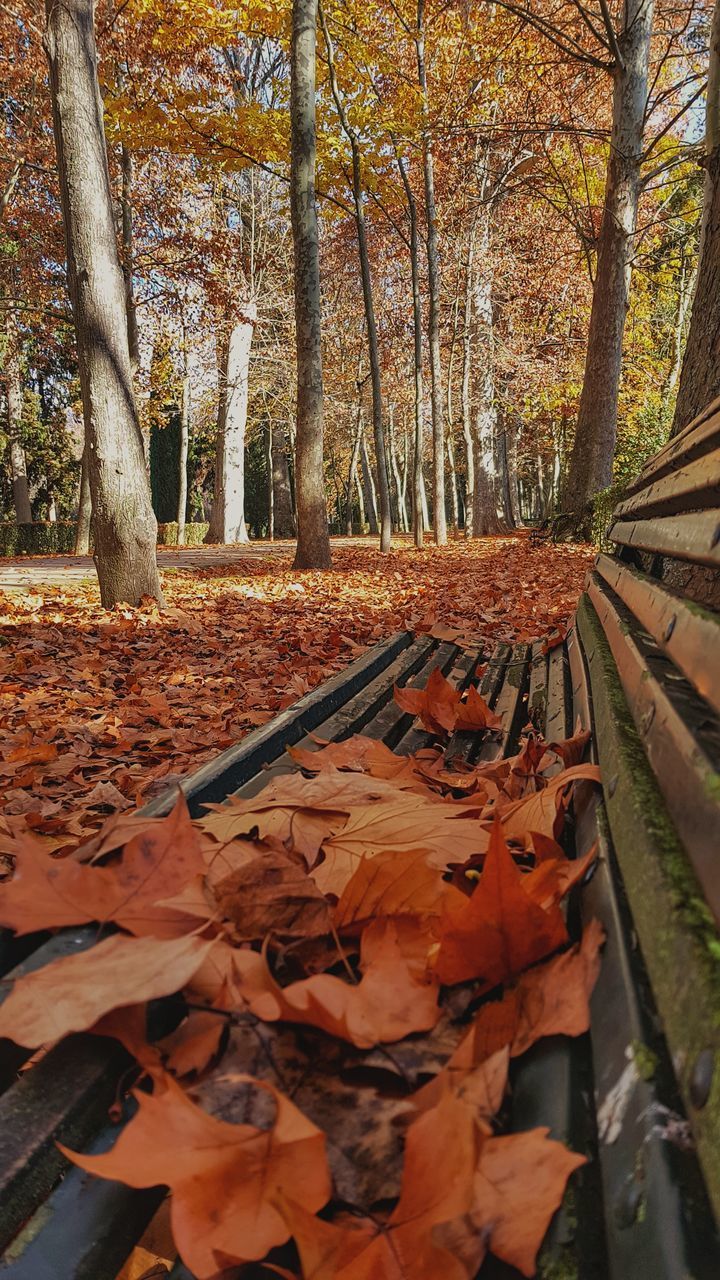 SURFACE LEVEL OF AUTUMN LEAVES ON LAND