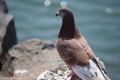 Close-up of bird perching on rock by sea