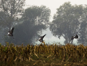 Bird flying over a field