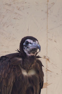 Close-up of eagle