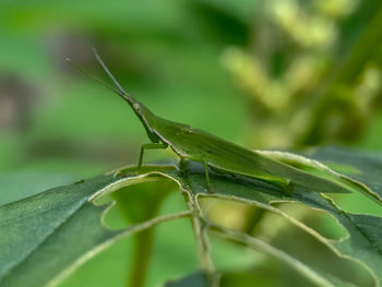 Close-up of insect on leaf