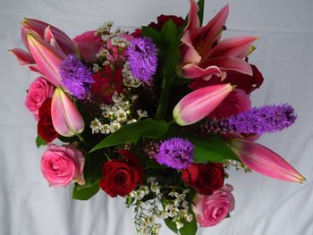 Close-up of pink flowers