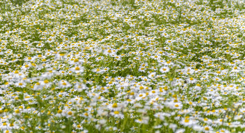 White flowering plants on field