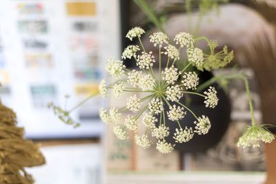 Close-up of flowers against blurred background