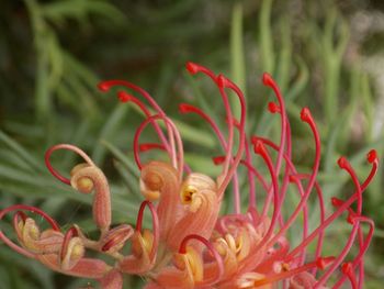 Close-up of red flowering plant