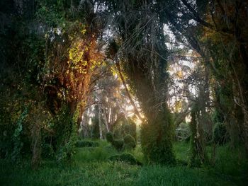 Trees in forest