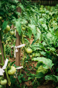 Close-up of fruits growing on field