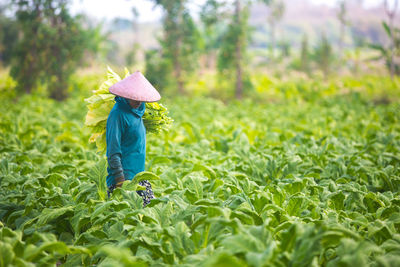 Farmer working in farm