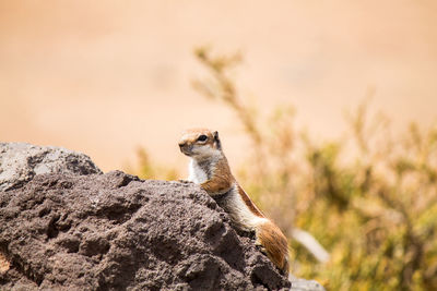 Squirrel on rock